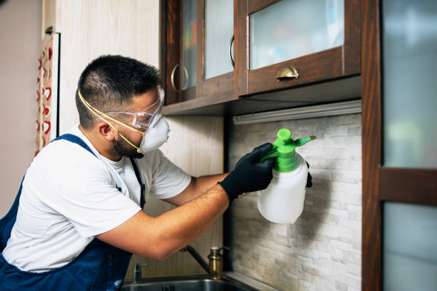 Best Flea Control Services  in Frenchtown, MT