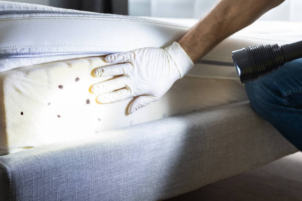 Trusted Frenchtown, MT Pest Control Experts